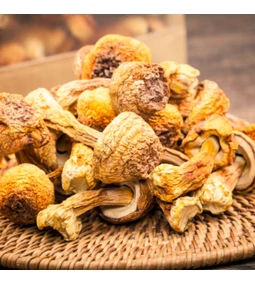 Agaricus blazei gomba – a brazil gyógygomba jótékony hatásai