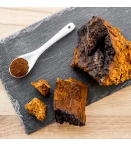 Az „erdő aranya”: chaga gomba és egészségre gyakorolt hatásai