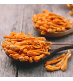 A teljesítmény gombája: Cordyceps a modern életvitelhez