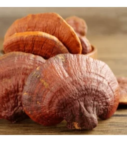 Reishi – az „örök élet gombája”