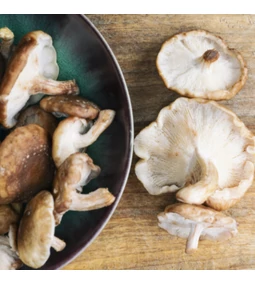 Az „életelixír” gomba: a shiitake jótékony hatásai