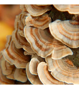 Turkey Tail: az immunrendszer természetes védelmezője